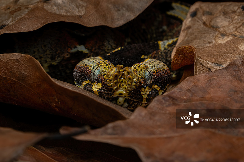 犀牛蝰蛇图片素材