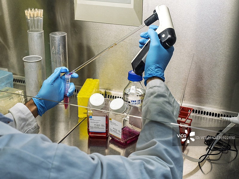 一位科学家手持移液器在层流柜内进行人类细胞培养的细节。图片素材