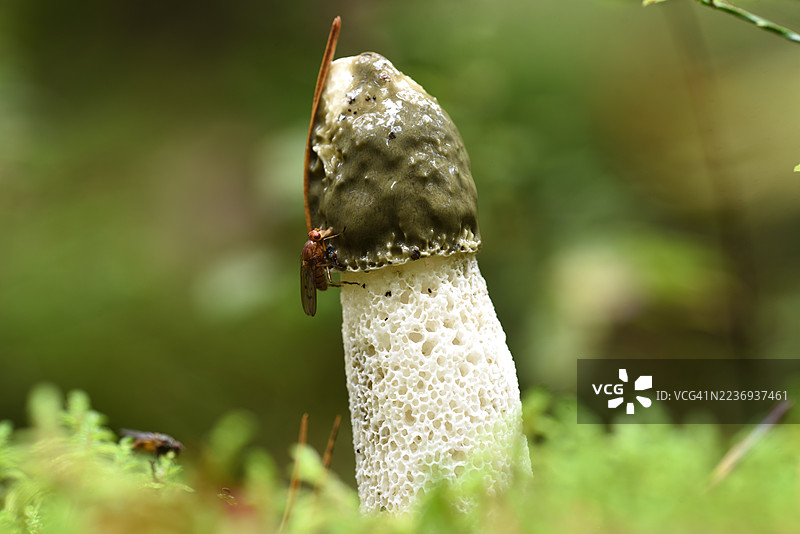 无耻阴茎菌与苍蝇图片素材