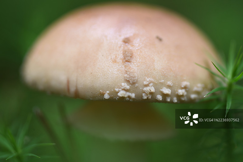 Amanita rubescens图片素材