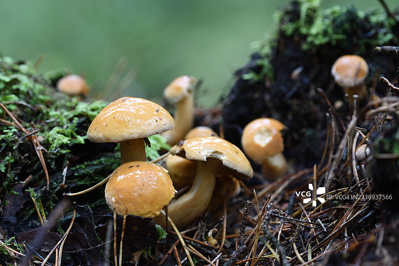 牛肝菌图片素材