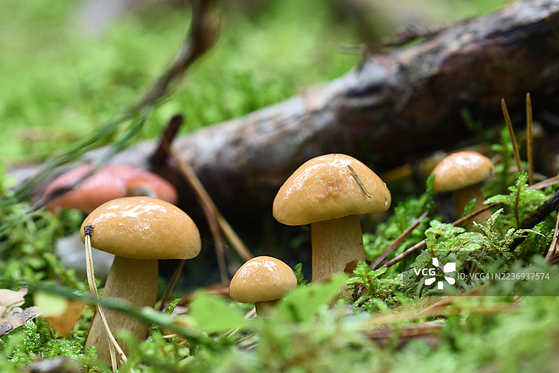 牛肝菌图片素材