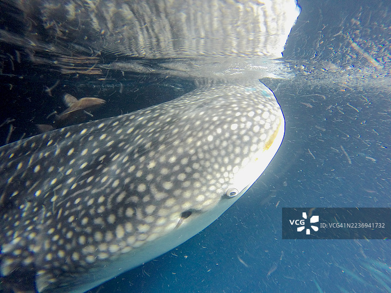鲸鲨头部特写。图片素材