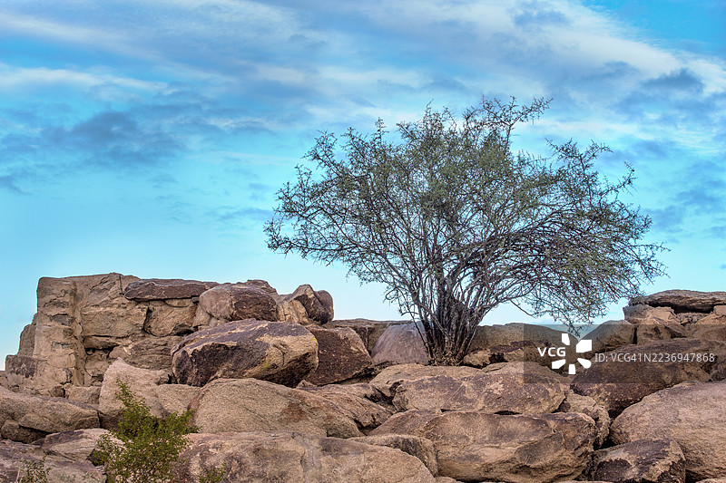 凤凰公园的沙漠岩石和树木图片素材