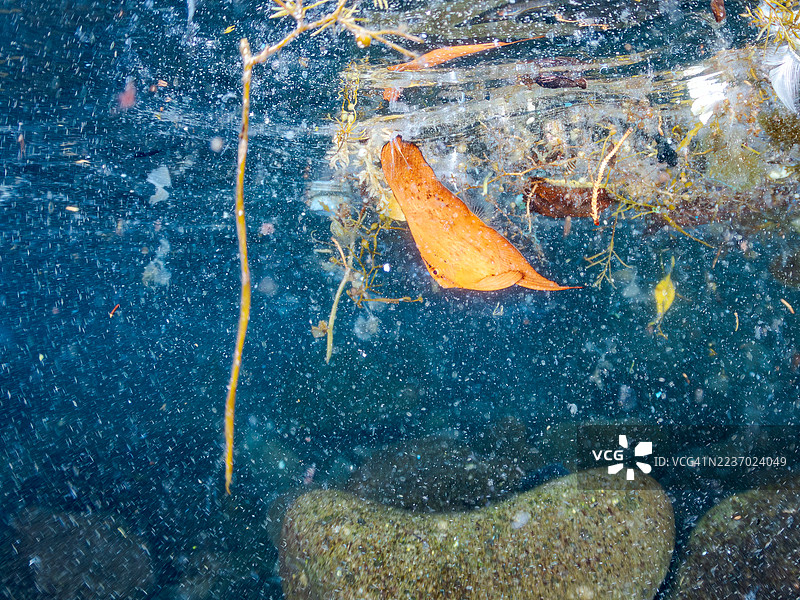 圆形蝠鲼，Platax orbicularis，幼鱼。鱼群。半水面摄影。日本静冈县南伊豆，中木港，平子海滩。- 2025年7月21日。图片素材