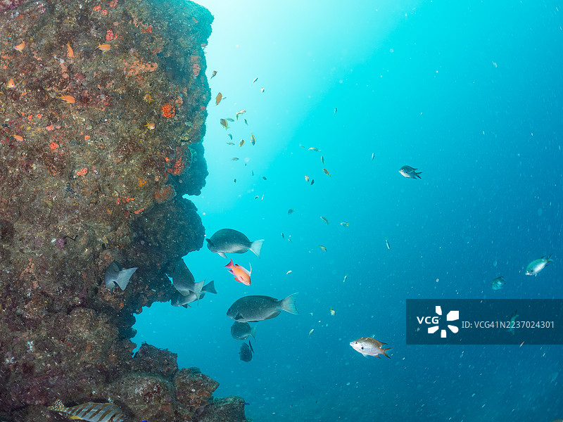 日本蝴蝶鱼,Chaetodon Nippon,海金鱼,Pseudanthias squamipinnis,黄背飞鱼,Caesio teres,蓝金飞鱼,金带飞鱼,韦伯氏彩虹鱼,Chromis weberi,北方黄斑彩虹鱼,以及其他鱼类。鱼群。图片素材