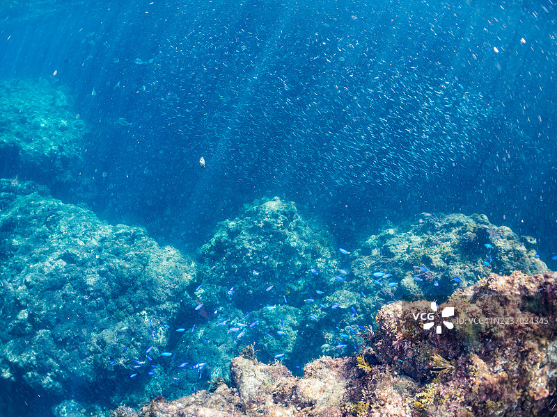 天使小丑鱼，Pomacentrus coelestis，银条圆鲱，Spratelloides gracilis，以及其他鱼类群。 Hirizo海滩，中木港，南伊豆，伊豆半岛，静冈县，日本。 - 2025年7月21日。图片素材