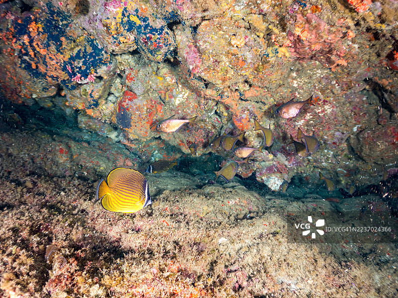 东方蝴蝶鱼，斑点蝴蝶鱼。太平洋刺鱼，网纹刺鱼，大鳞士兵鱼，黑条扫鱼，日本刺龙虾等。鱼群。图片素材