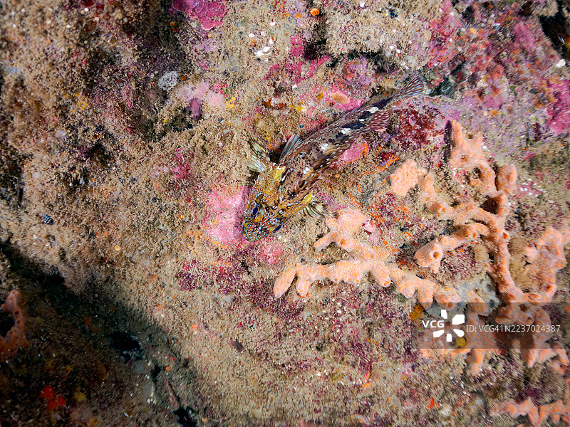 大理石岩鱼，Sebastiscus marmoratus，以及其他鱼类。鱼群。日本静冈县南伊豆，中木港，平藏海滩。- 2025年7月21日。图片素材
