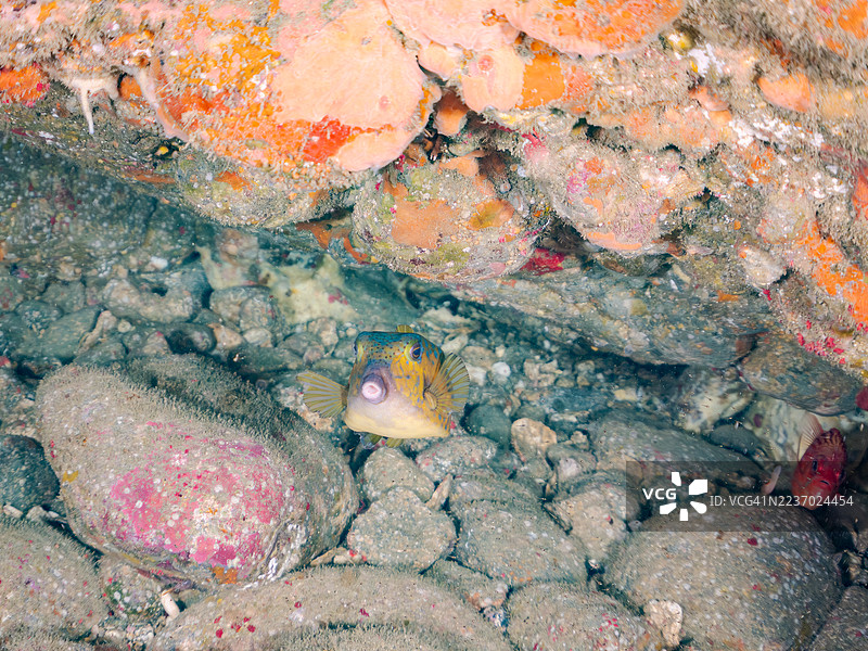 箱鱼,Ostracion immaculatus等。鱼群。日本静冈县南伊豆,中木港,平藏海滩。- 2025年7月21日。图片素材