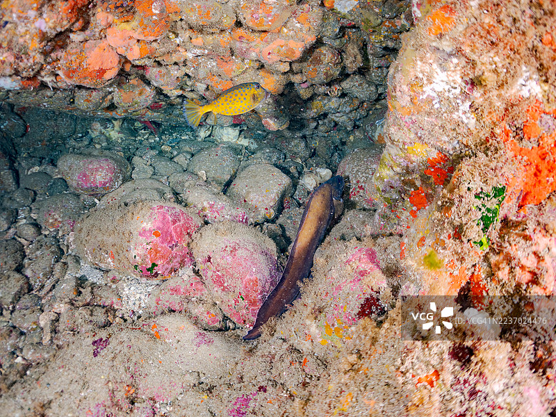 山羊须鱼,条纹鲈,箱鱼,洁白箱鱼等。鱼群。平藏海滩,中木港,南伊豆,伊豆半岛,静冈县,日本。- 2025年7月21日。图片素材