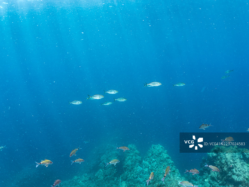 大黄鱼(Seriola dumerili)、彩虹跑鱼(Elagatis bipinnulata)、银条圆鲱(Spratelloides gracilis)等鱼群。潜水员也在游泳。图片素材