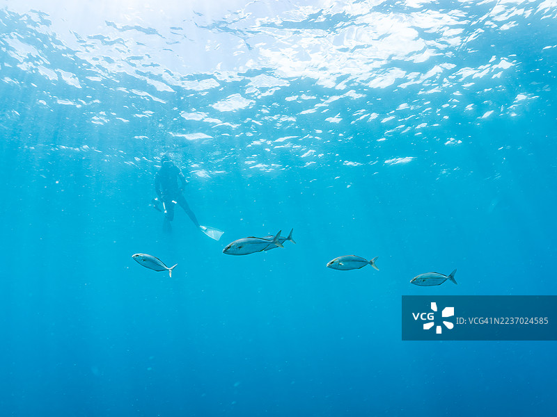 大黄鱼(Seriola dumerili)、彩虹跑鱼(Elagatis bipinnulata)、银条圆鲱(Spratelloides gracilis)等鱼群。潜水员也在游泳。图片素材