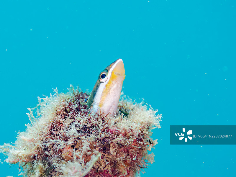 一只可爱的蓝条牙鳗（Plagiotremus rhinorhynchos），栖息在管道中。还有其他鱼群。地点：静冈县南伊豆，仲木港，Hirizo海滩。- 2025年7月21日。图片素材