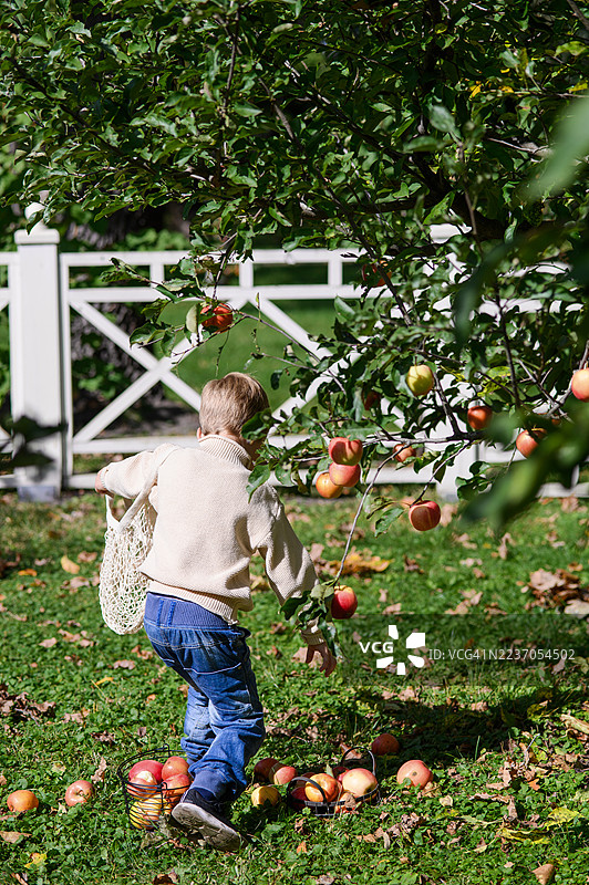 秋季花园里，孩子们正在用环保网袋采摘苹果。图片素材