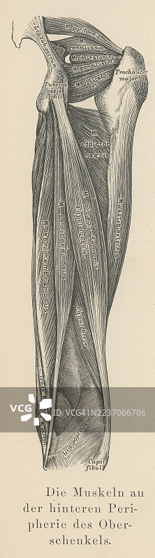 下肢肌肉的老式雕刻插图图片素材