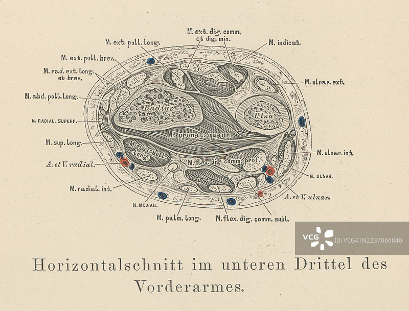 人手肌肉的老式雕刻插图 - 前臂的横截面图片素材