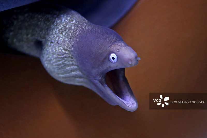 特写镜头下的一条白眼海鳝，张着大嘴，露出其强有力的下颚，它正从水族箱的岩石缝隙中探出头来图片素材
