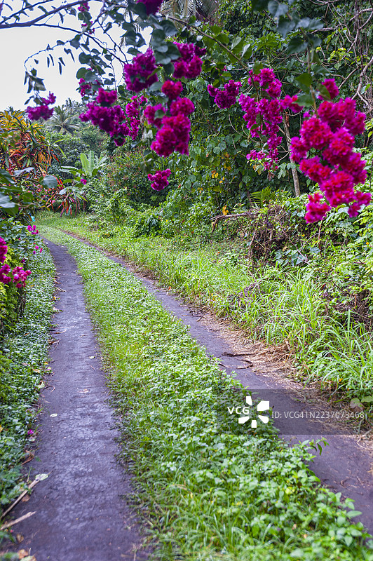 瓦努阿图，五旬节岛雨林。图片素材