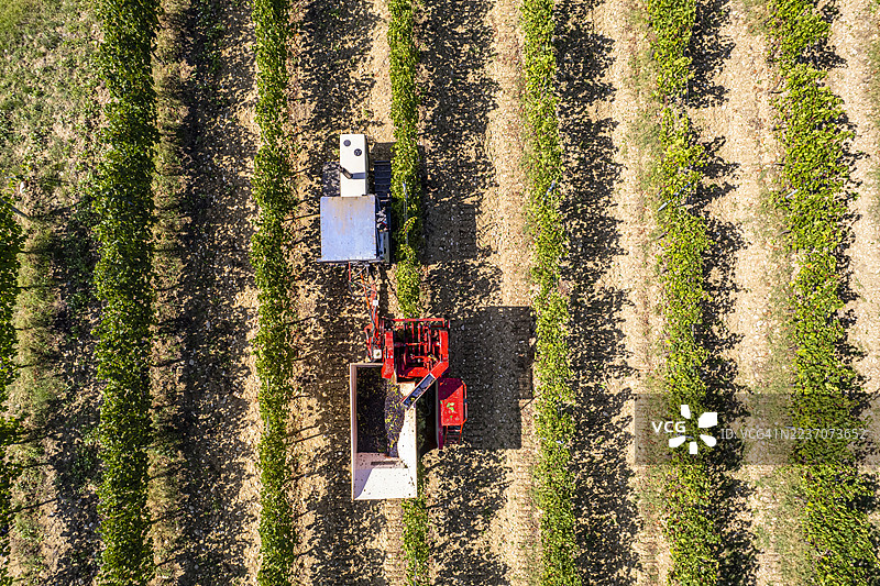 托斯卡纳，葡萄收获图片素材