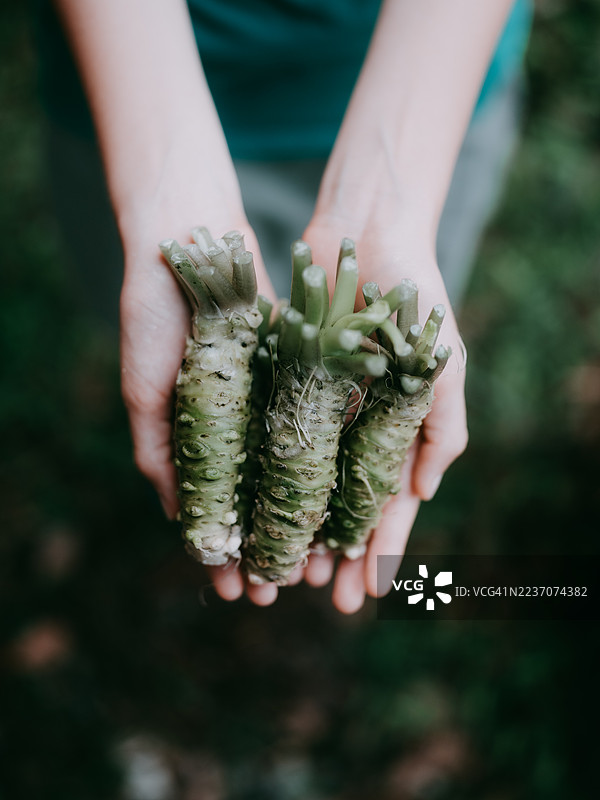 新鲜收割的芥末在日本手工展示图片素材