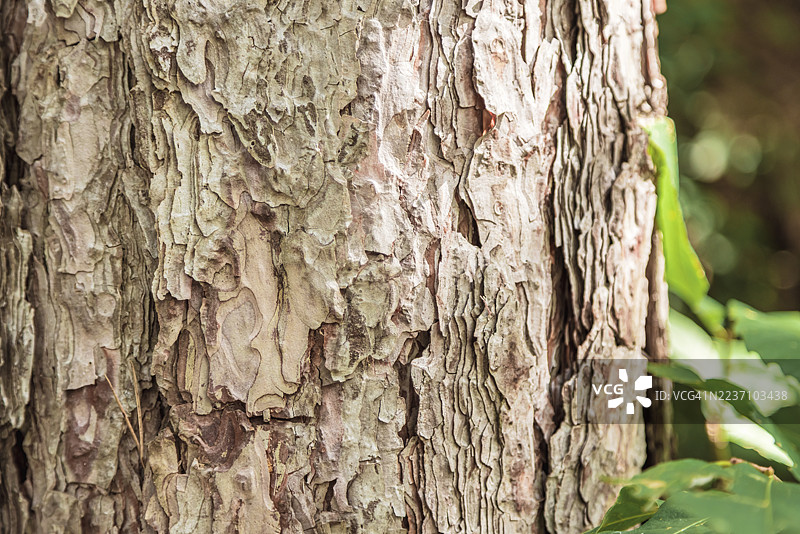 黑松（Pinus nigra）树干图片素材