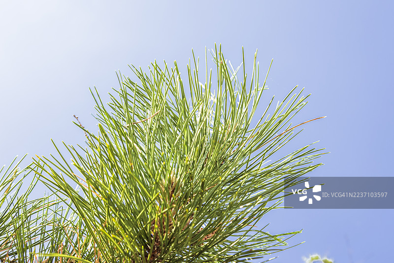 蓝天下的欧洲黑松（Pinus mugo）图片素材