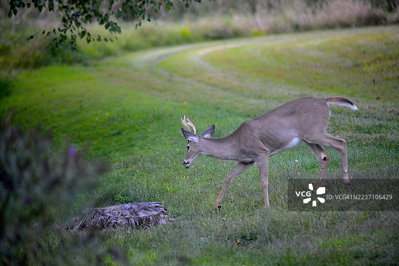 白尾鹿图片素材