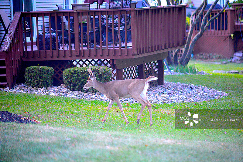 白尾鹿图片素材