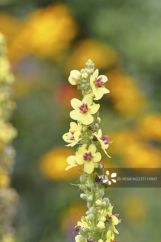 黑蜀葵(毛鼠尾草),花,花序,在自然花园中,特写,德国北莱茵-威斯特法伦州维尔恩斯多夫图片素材