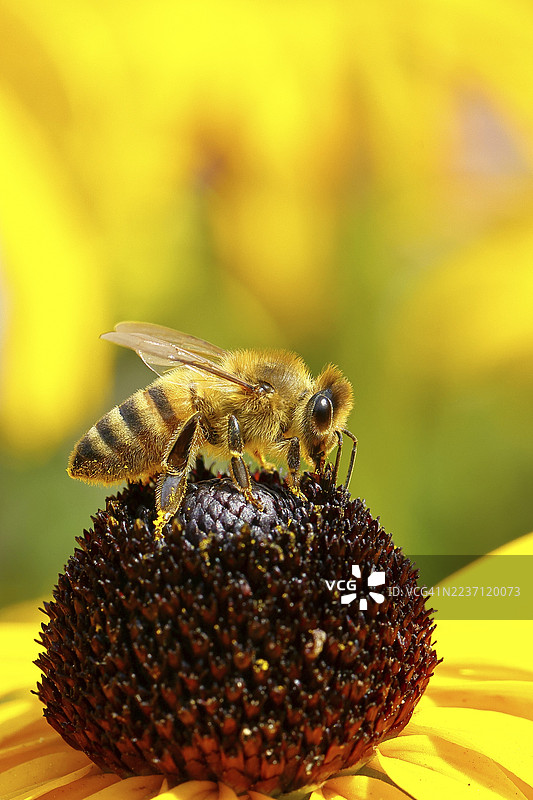 欧洲蜜蜂（Apis mellifera）正在采集黄锥花（Echinacea paradoxa）的蜜，微距摄影，德国北莱茵-威斯特法伦州威尔恩斯多夫。图片素材