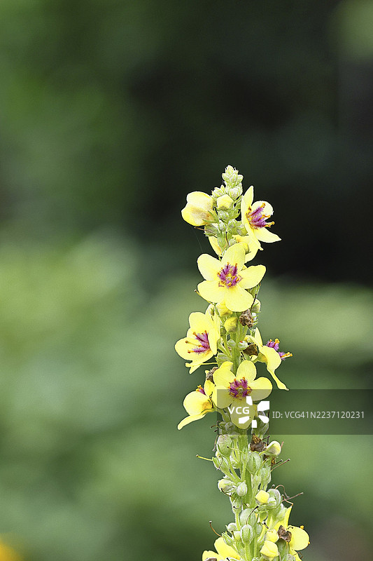深色毛蕊花（Verbascum nigrum），花，花序，在自然花园中，特写，德国北莱茵-威斯特法伦州威尔恩斯多夫图片素材
