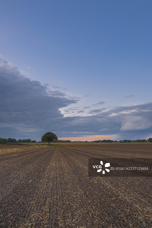 傍晚时分，在刚犁过的田野上远眺一棵孤树，地点：德国下萨克森州尼恩堡县胡苏姆。图片素材