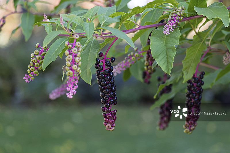锦鸡儿（菲托拉克卡），北莱茵-威斯特法伦州明斯特兰地区，德国图片素材