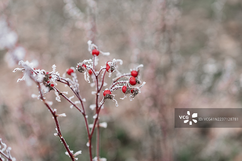 霜冻覆盖的玫瑰果特写镜头。图片素材