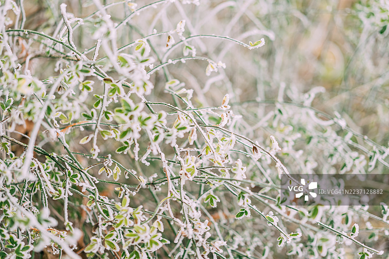 小叶子和细枝的特写镜头，覆盖着一层白霜。图像捕捉了寒冷冬日中自然的脆弱与纯净之美。图片素材