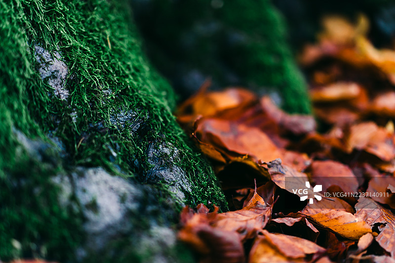 秋天的树叶在苔藓覆盖的岩石上特写，自然纹理图片素材