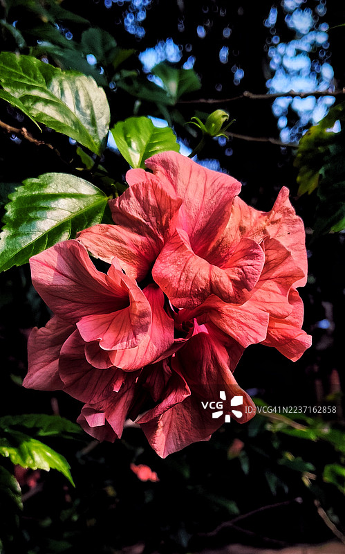 鲜艳的粉色芙蓉花特写，配以郁郁葱葱的绿叶图片素材