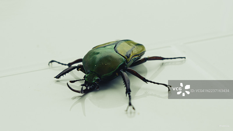 白色背景上，一只鲜艳的绿色甲虫的特写，带有倒影。图片素材