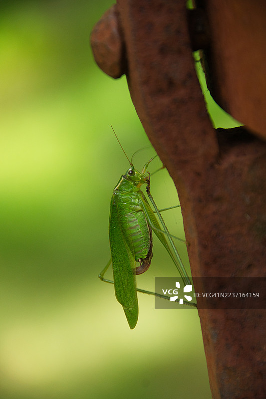 生机勃勃的绿色蝈蝈特写，栖息在生锈的金属表面上，背景为柔和的绿色。图片素材