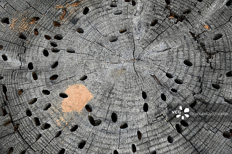特写全景镜头，一只饱经风霜的树桩，上面有许多孔洞和纹理木纹，展示了自然的图案和腐烂的痕迹图片素材