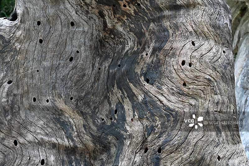 特写镜头下饱经风霜的树皮，展现出复杂的纹理和孔洞，突显了自然的质感和抽象的有机形状。图片素材