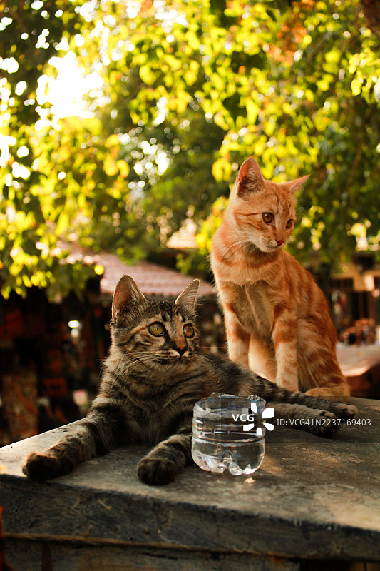 两只可爱的猫咪，一只虎斑猫和一只姜黄色猫，在阳光明媚的日子里放松地趴在户外的石墙上。图片素材