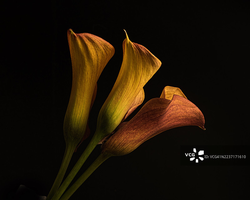 三朵优雅的马蹄莲，花瓣温暖而发光，背景为纯黑色，突出了它们优雅的形态。图片素材