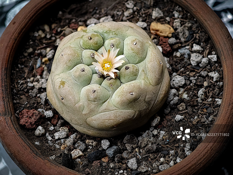 陶土盆中多肉植物开花的俯视,图片素材