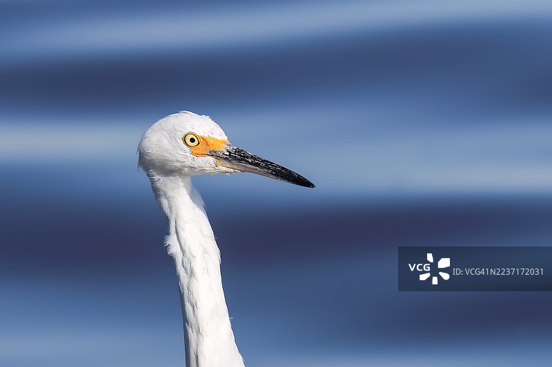特写一只白鹭，其标志性的黄眼睛和黑嘴，背景虚化为蓝色。图片素材
