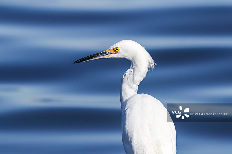 特写一只雪鹭，它有着独特的黄色眼睛和黑色喙，背景是宁静的蓝色水面图片素材