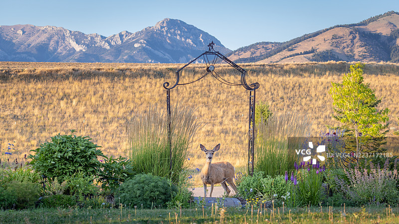 一只年轻的鹿优雅地站立在一个装饰性的拱门下，背景是繁茂的花园、雄伟的山脉和金色的田野，天空晴朗。图片素材
