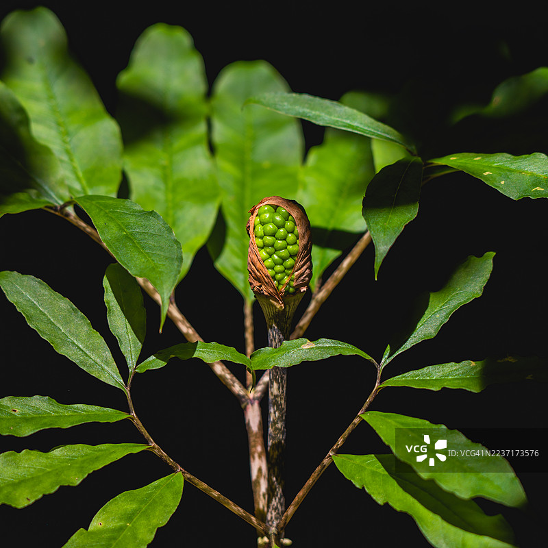深色背景下，充满活力的绿色植物及其正在发育的种子特写，突显了生长和自然的细节。图片素材