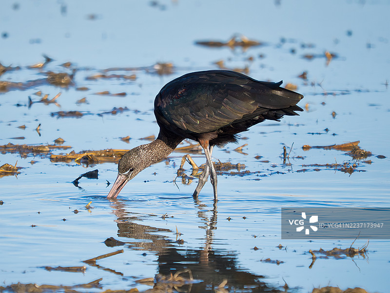 光泽朱鹭在浅水中觅食，带有倒影图片素材
